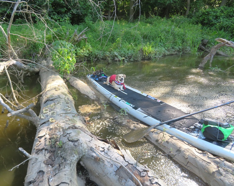 Daphne standing on log that we portaged over