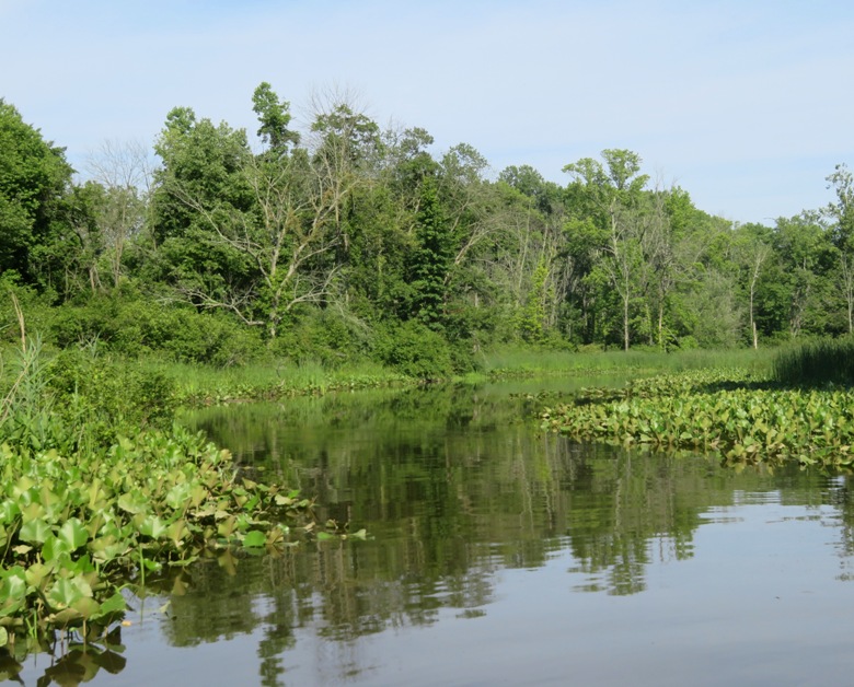 Scenic, natural view on other side of log