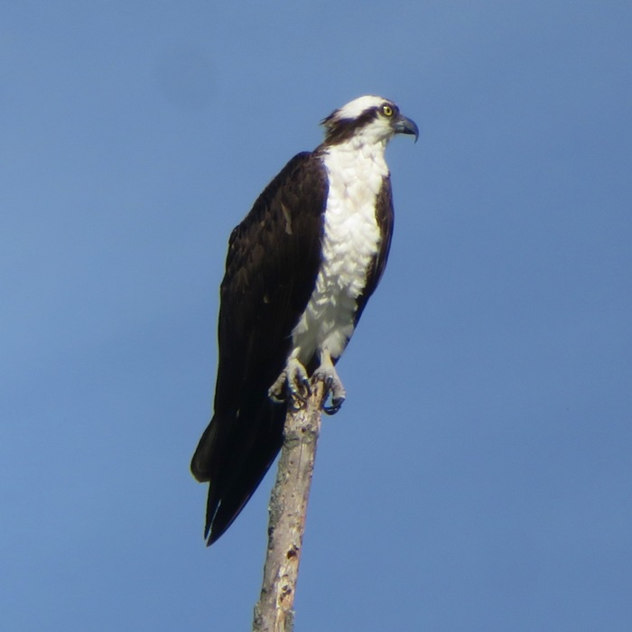 Osprey