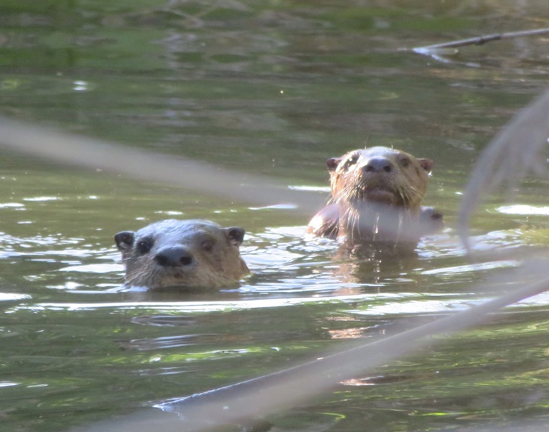 Two otters looking at me