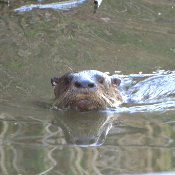 Otter swimming straight towards me