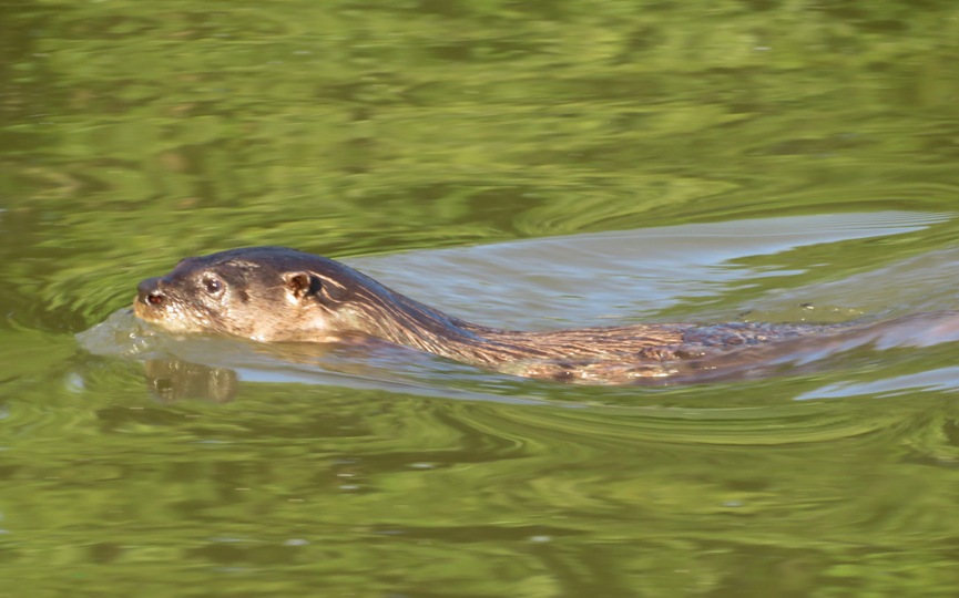 Side view of otter