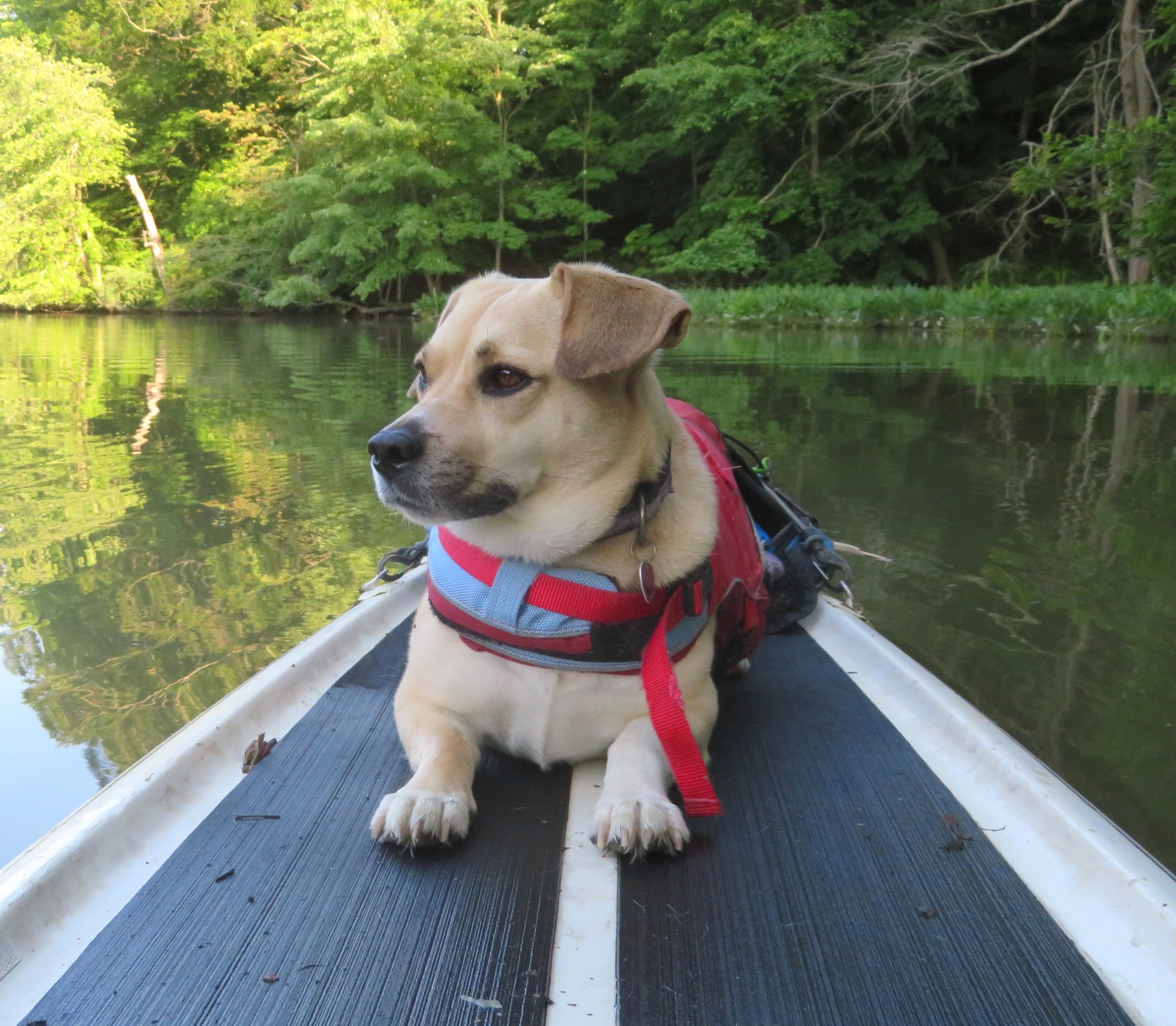 Daphne lying on the SUP with trees in the background