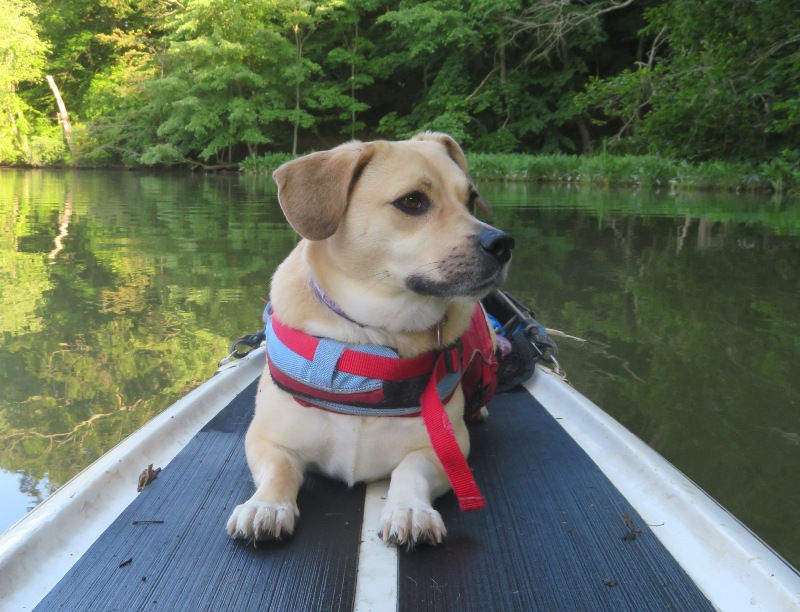 Daphne lying down on SUP on Back Creek