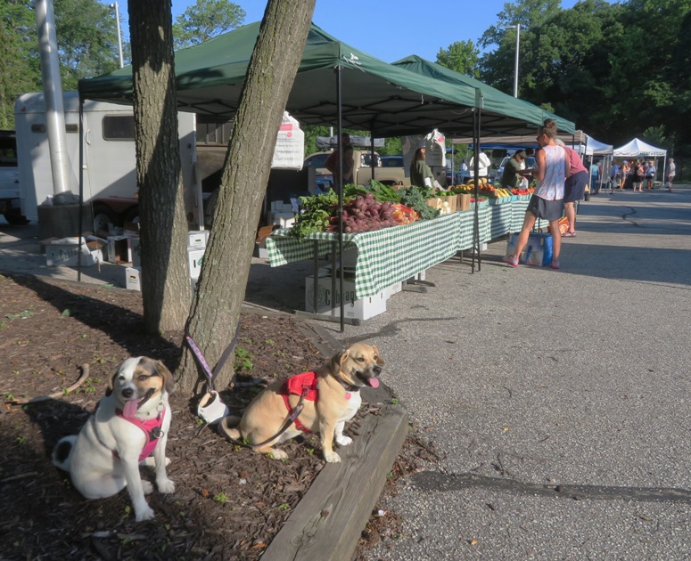 Daphne and Mia at the Severna Park Farmers Market