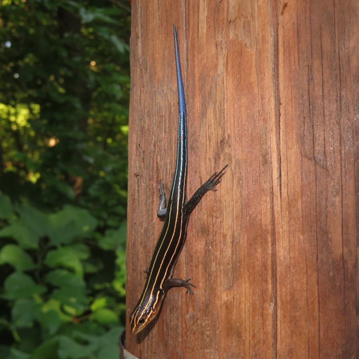 Five-lined skink on telephone pole