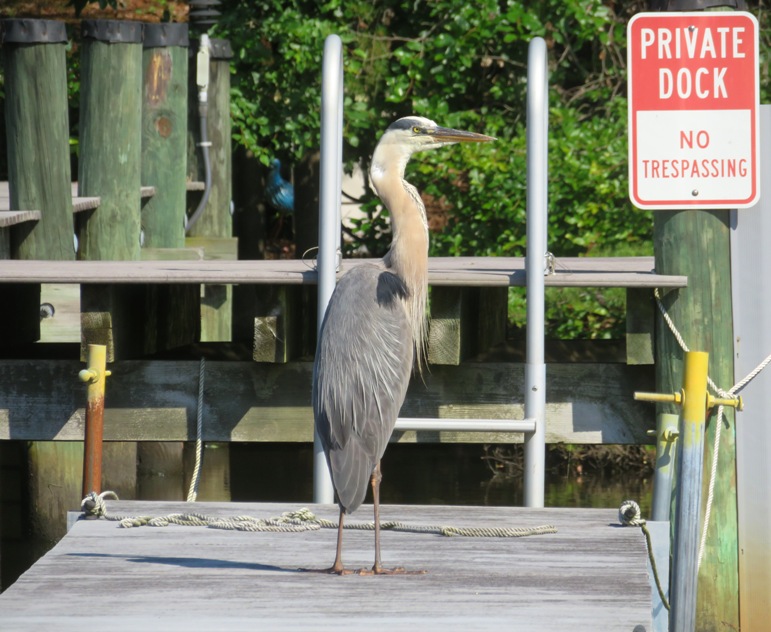 Great blue heron on dock next to 'No Trespassing' sign