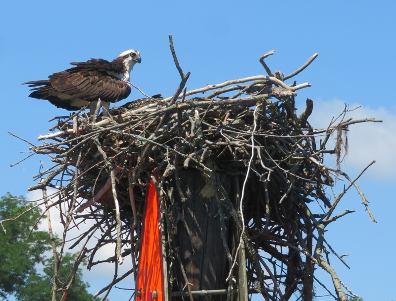 Osprey at nest