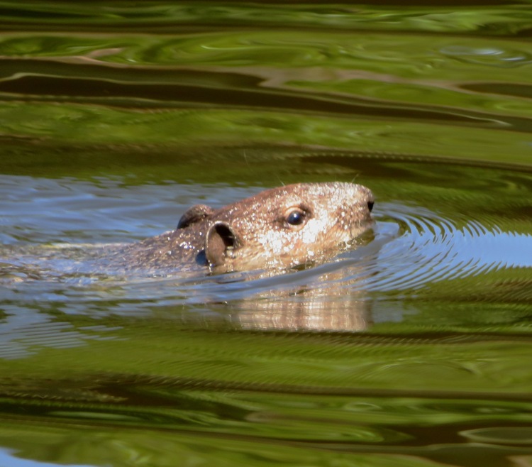 Muskrat swimming