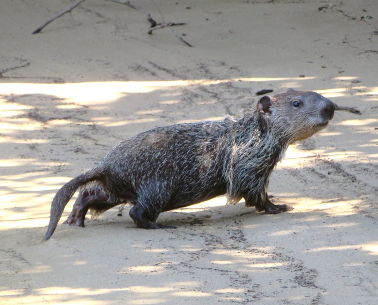 Wet muskrat on land