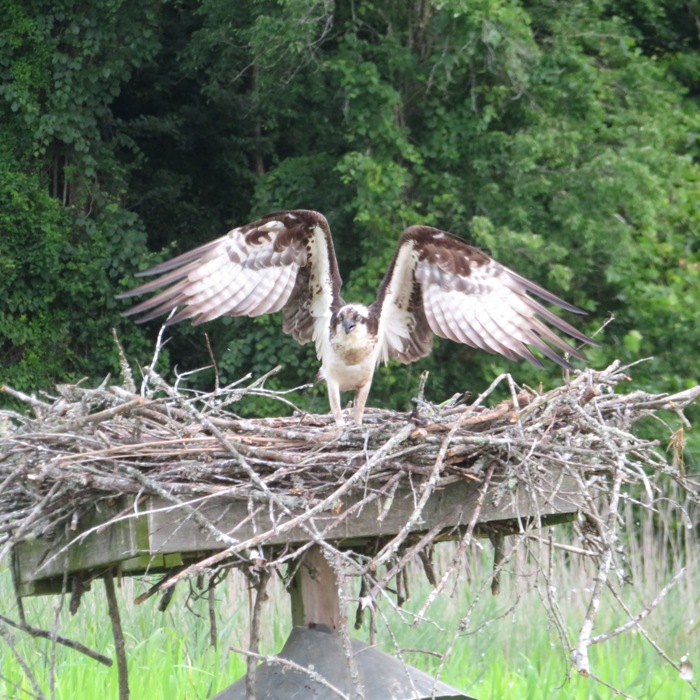 Osprey on nest with wings spread