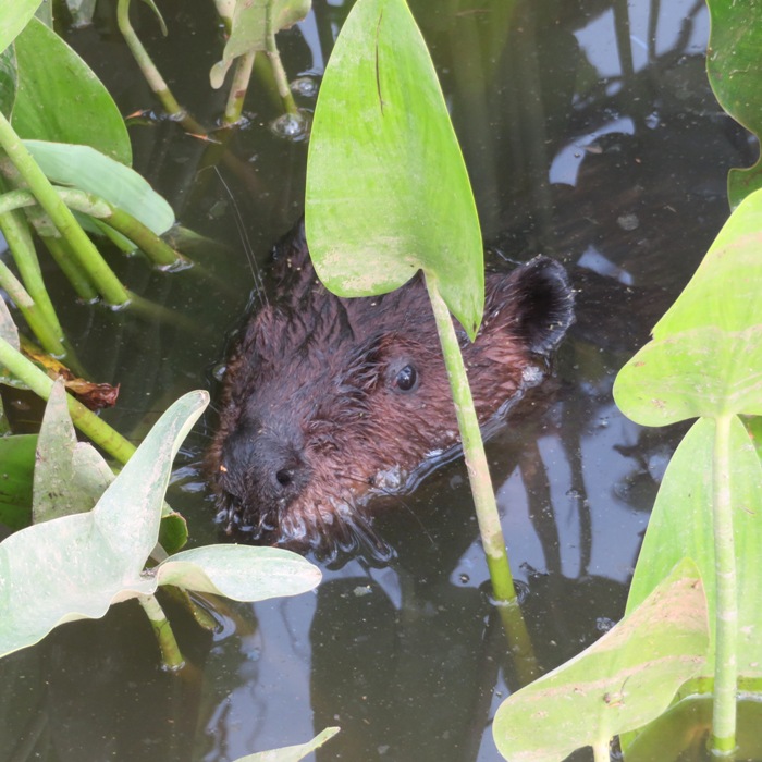 Muskrat