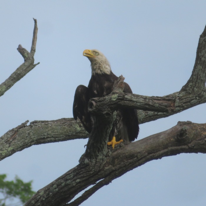 Bald eagle in tree