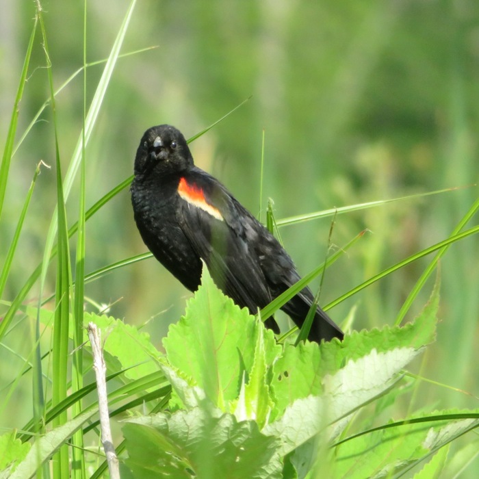 Red-winged blackbird