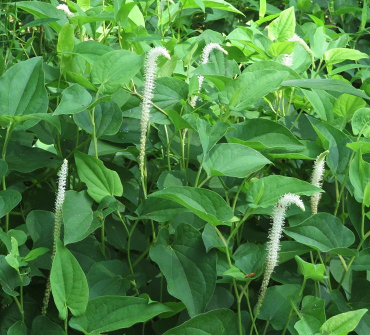 Lizard's tail flowers