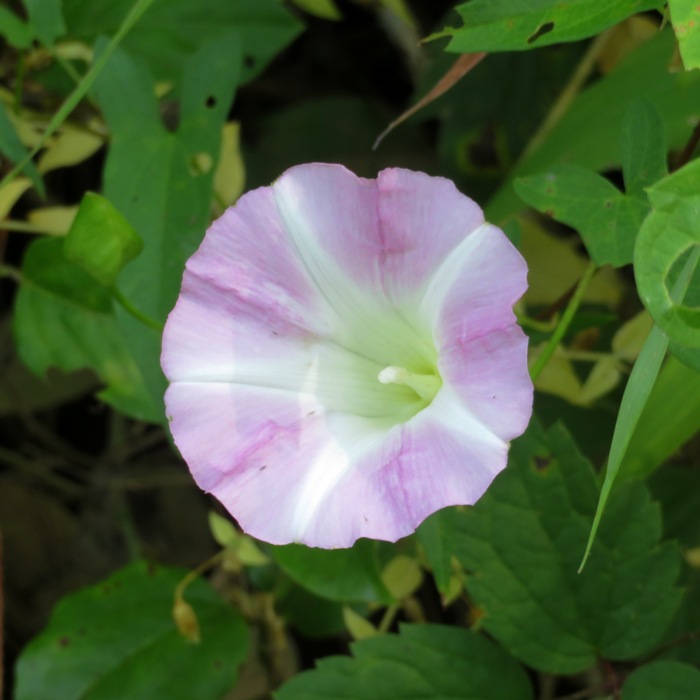 Hedge false bindweed flower