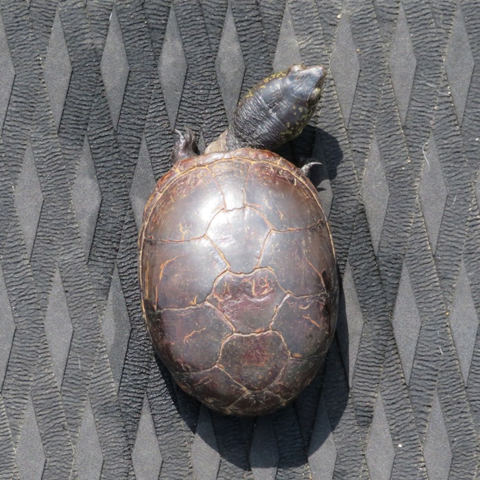 Mud turtle on my SUP