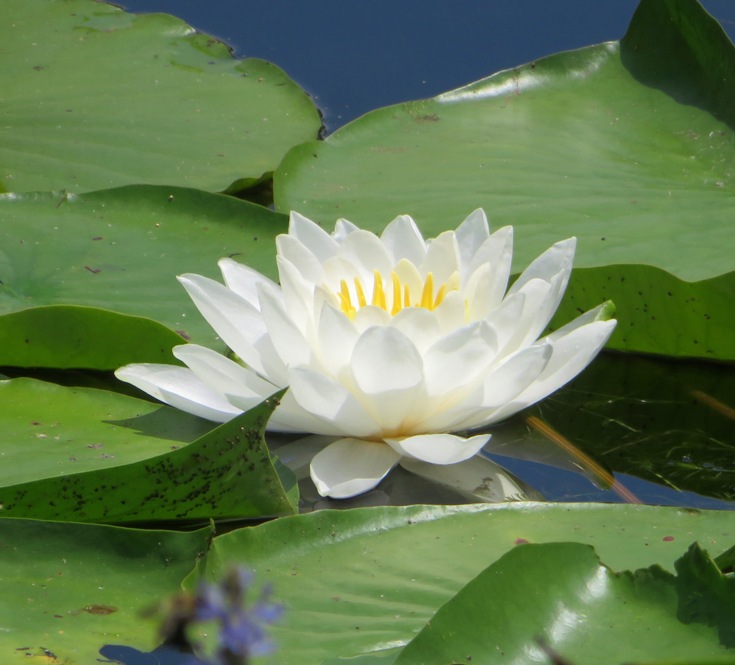 Water lily