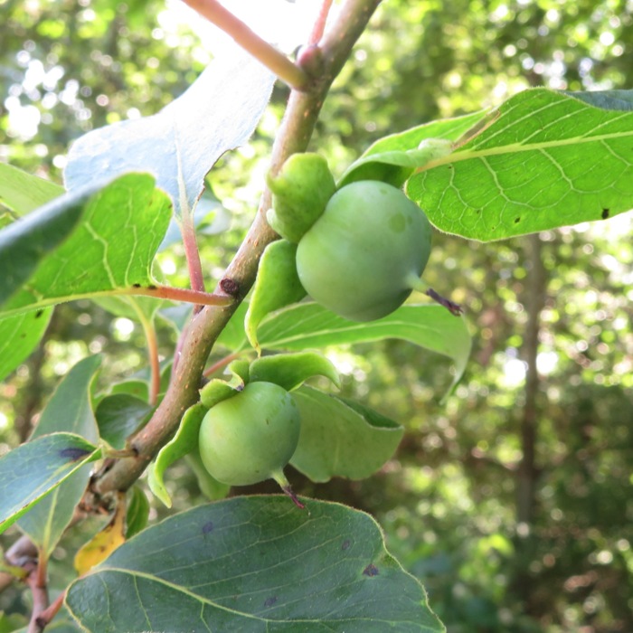 Wild persimmon