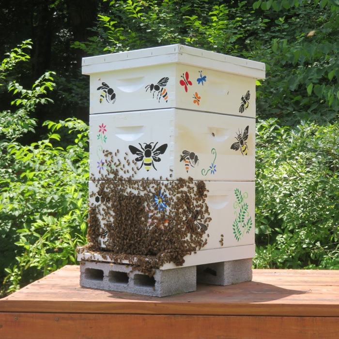 Bees on the outside of the south hive