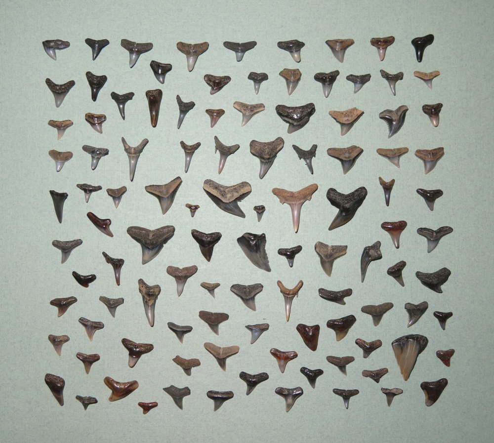 106 shark teeth that I found