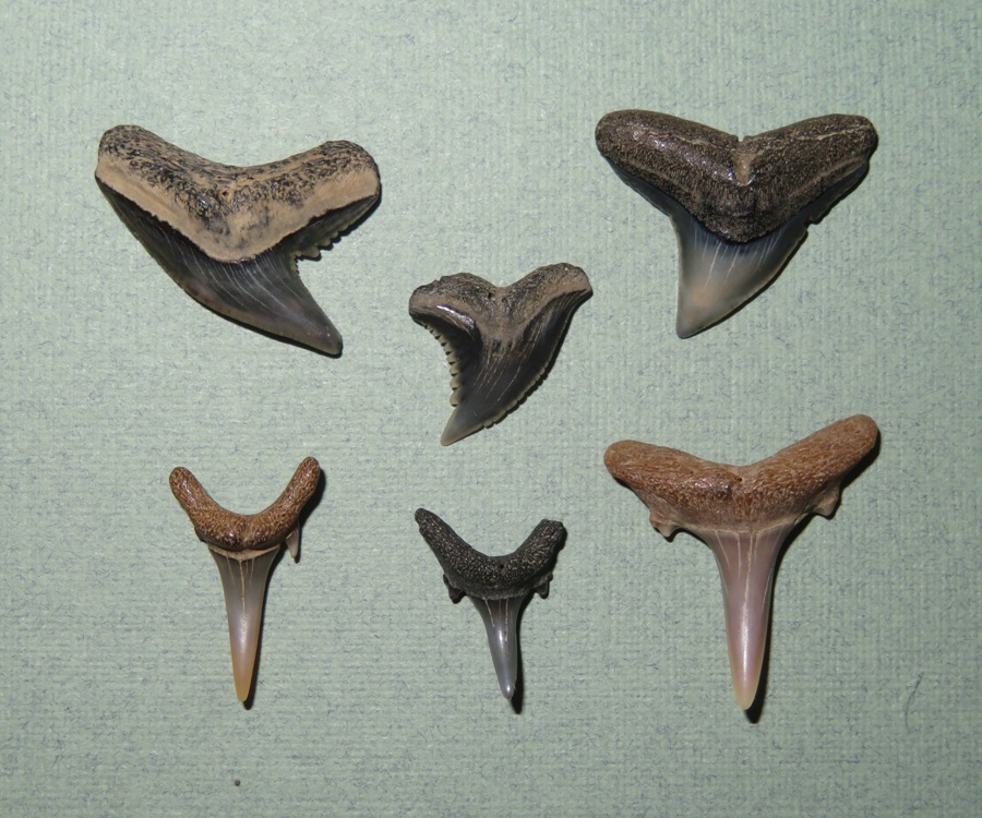 Favorite shark teeth of my finds