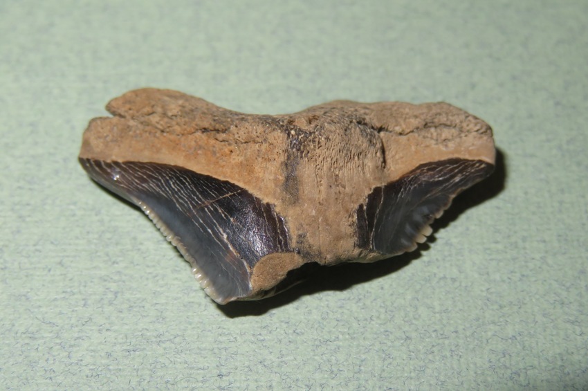 Large, broken shark tooth