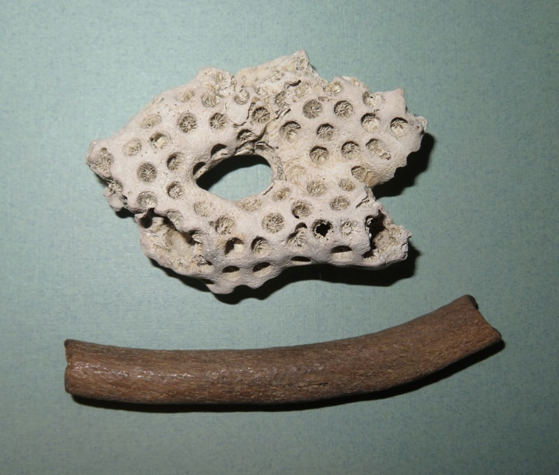 Coral and fossilized rib bone that Sara found