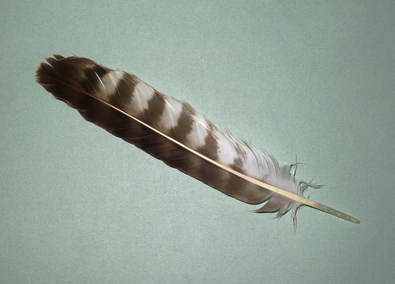 Osprey feather that Sara found