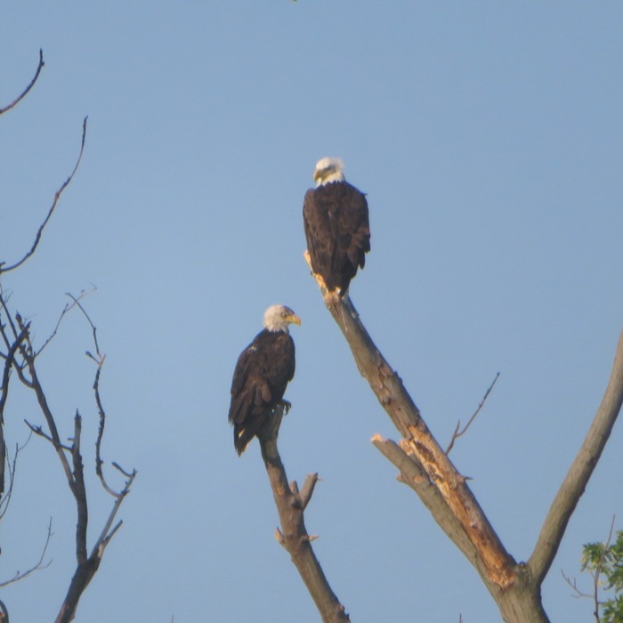 Bald eagles in a tree on South Sand Island