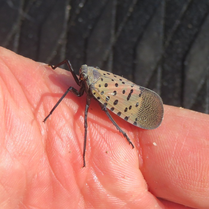 Spotted lanterfly on my hand