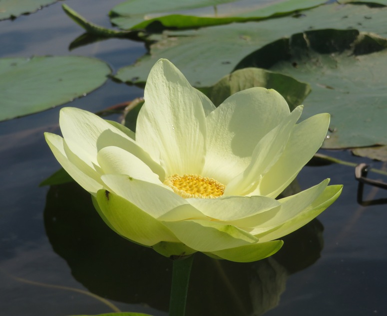 American lotus flower on Swan Creek