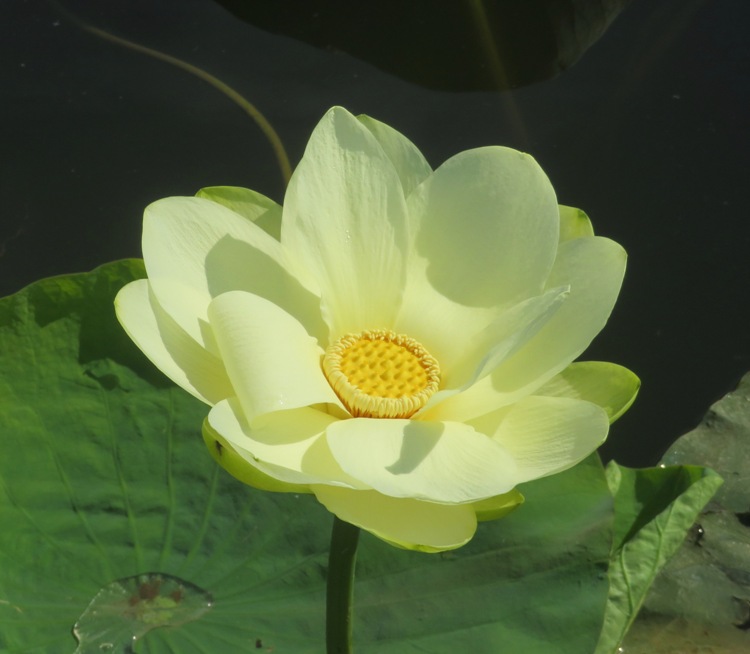 A nearly perfect lotus flower