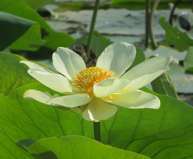 Side view of a lotus flower