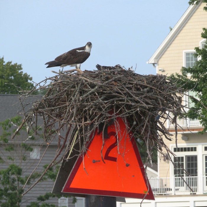 Osprey family with two youngsters lying low in the nest