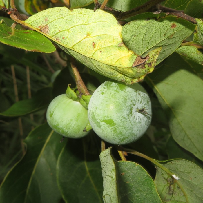 Unripe wild American persimmons