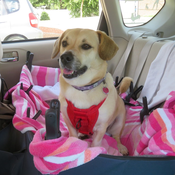 Daphne in her car box