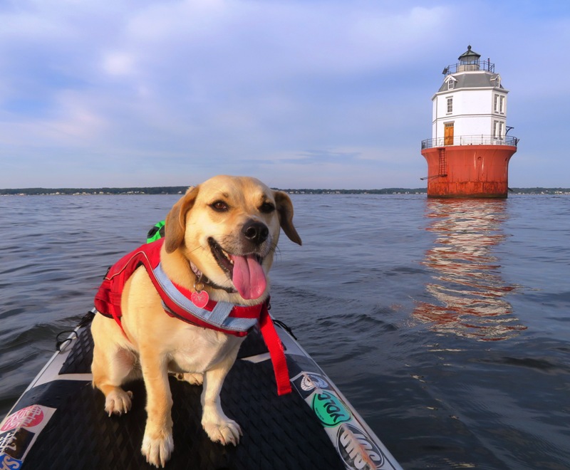 Daphne on SUP with lighthouse behind