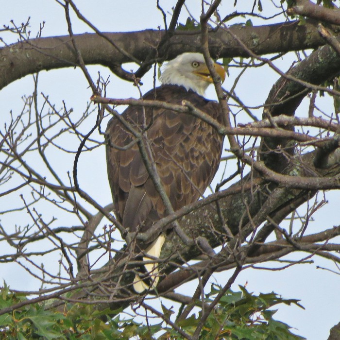 Bald eagle in tree