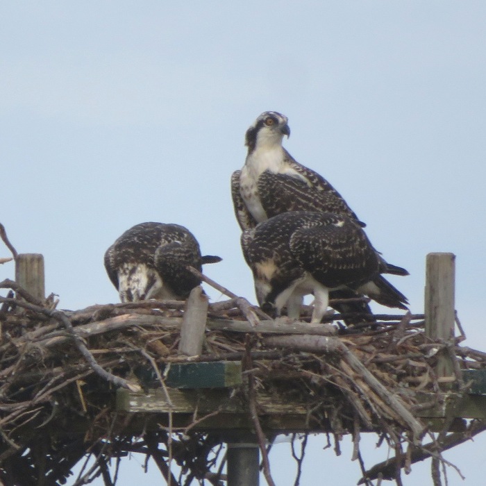 Adult with two juvenile ospreys