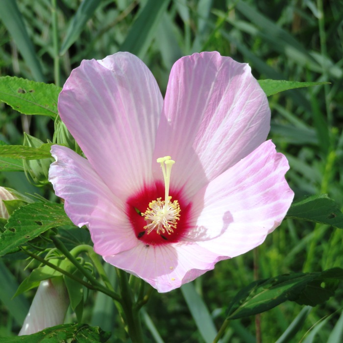 Swamp hibiscus flower