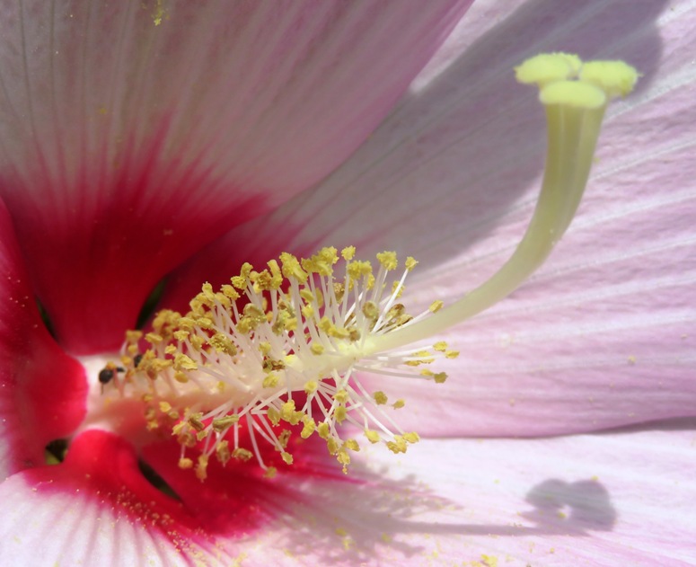 Close-up of a swamp hibiscus flower