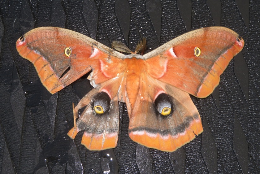 Really big moth in not-so-good shape on my SUP