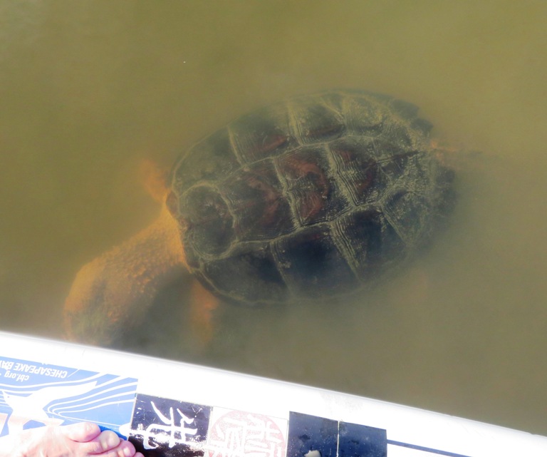 Curious snapping turtle near my SUP