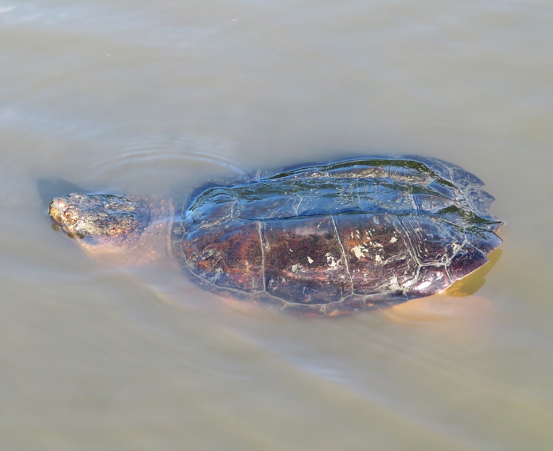 Snapping turtle