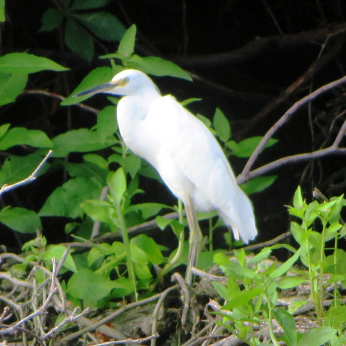 Snowy egret