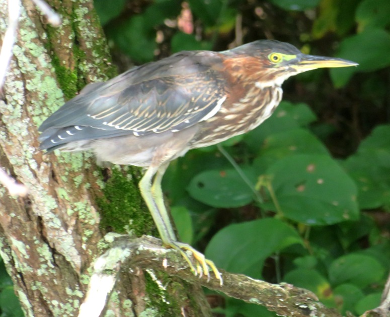 Green heron