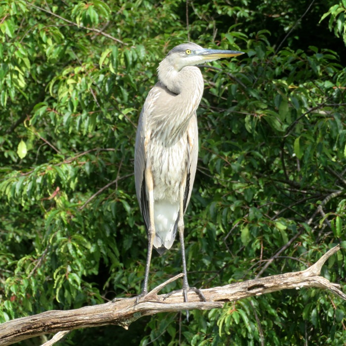 Great blue heron