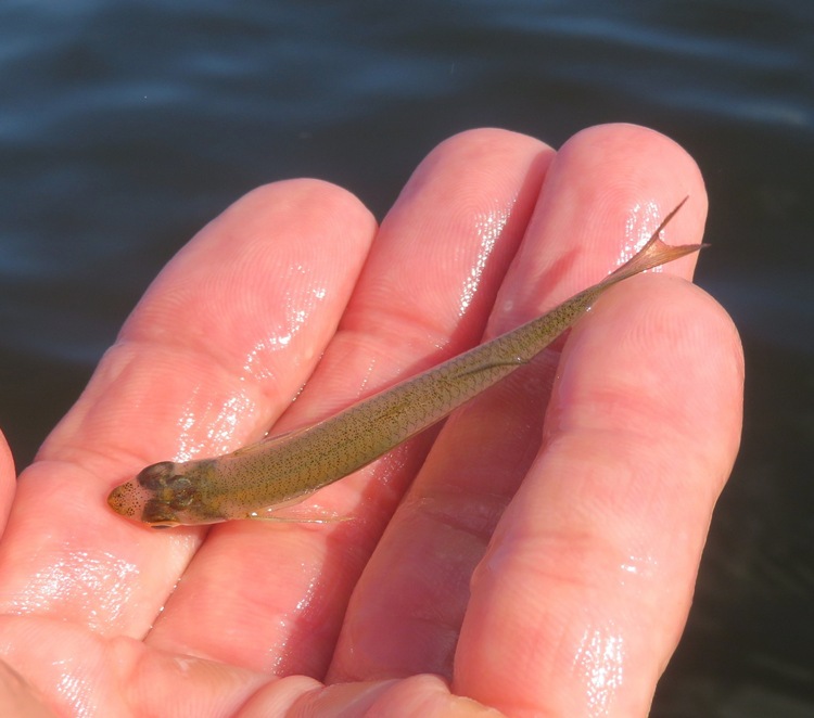 Holding a small fish before releasing it