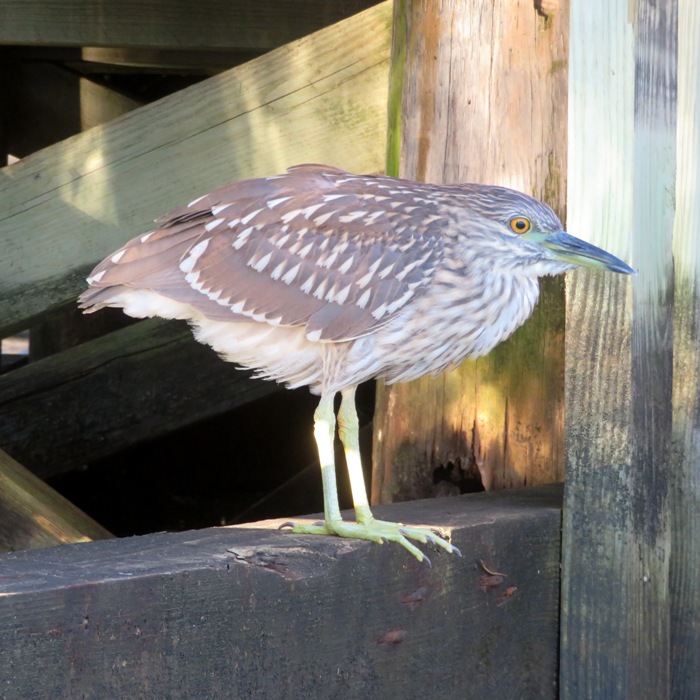 Immature BCNH on pier